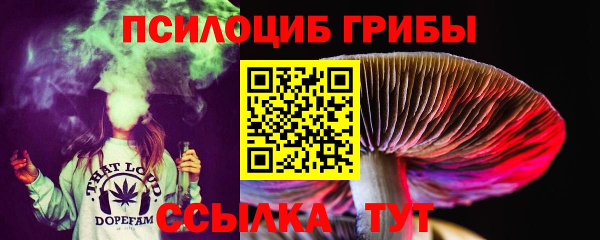 Псилоцибиновые грибы Psilocybe Выборг